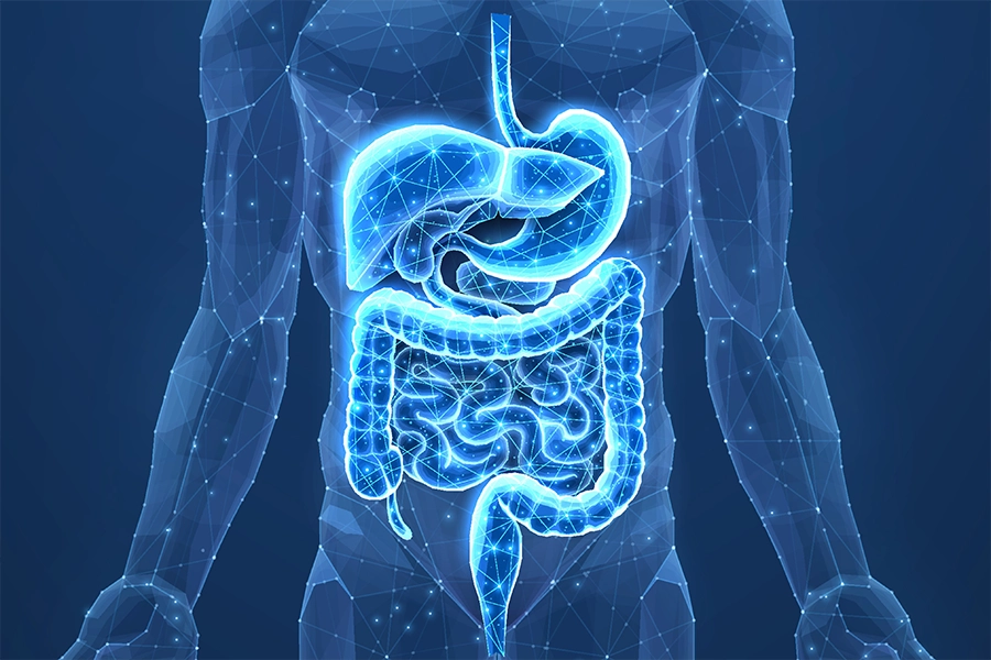 Abstract wireframe intestinal human digestive system.